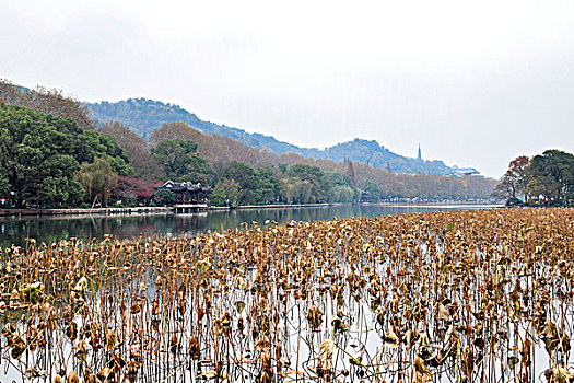 杭州西湖秋景残荷