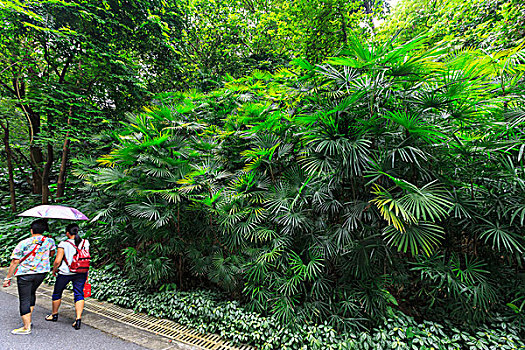 茂密,热带植物,树,公园,广州