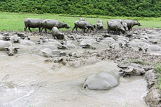 水牛