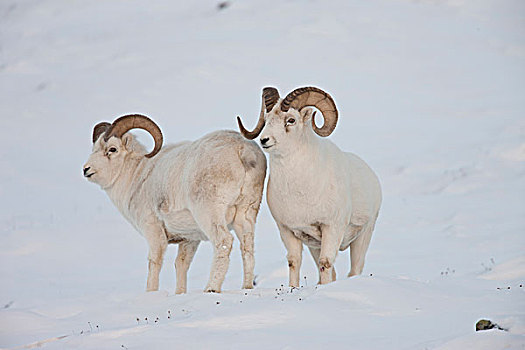 一对,野大白羊,察看,交配季节,布鲁克斯山,北极,阿拉斯加