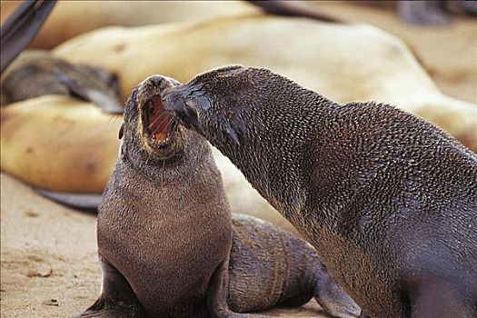岬角,海豹,毛海狮,哺乳动物,海洋动物,克罗斯角,纳米比亚,非洲,动物