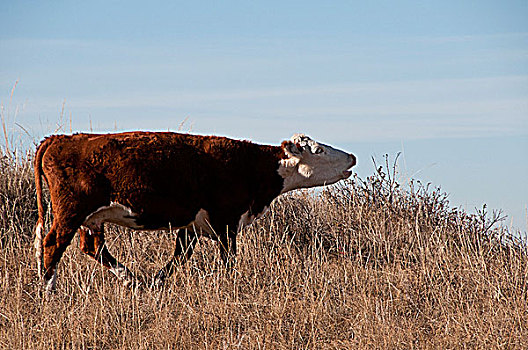 菜牛,土地,艾伯塔省,加拿大