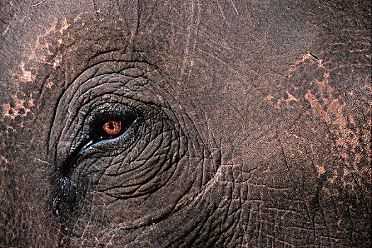 亚洲象,象属,卡齐兰加,公园,阿萨姆邦,印度,大象