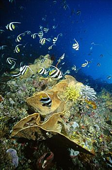 鱼群,深,礁石,墙壁,游动,过去,大,海绵,海百合,万鸦老,北苏拉威西省,印度尼西亚
