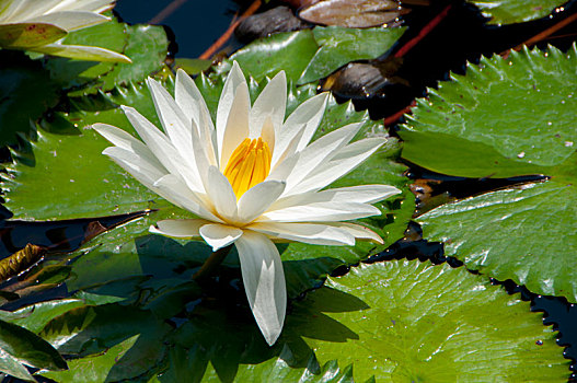 印尼峇里岛渡假饭店池塘里美丽的莲花