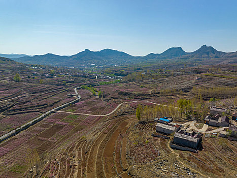 山东蒙阴岱崮地貌桃花盛开