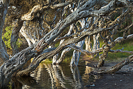 树,树干,泻湖,海滩,西澳大利亚州,澳大利亚