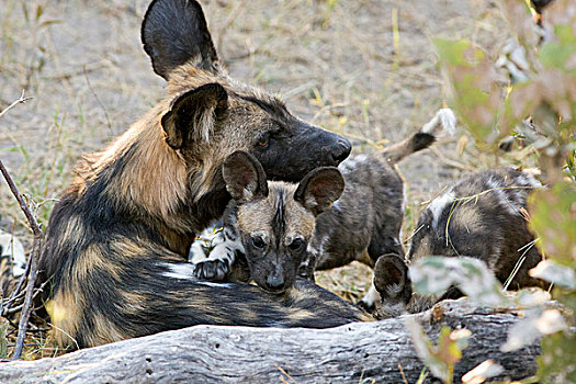 非洲野狗,非洲野犬属,星期,老,幼仔,北方,博茨瓦纳