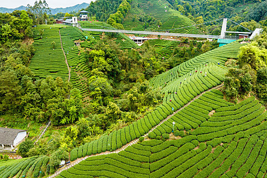 中国广西贺州昭平生态茶园春季自然风光景色优美