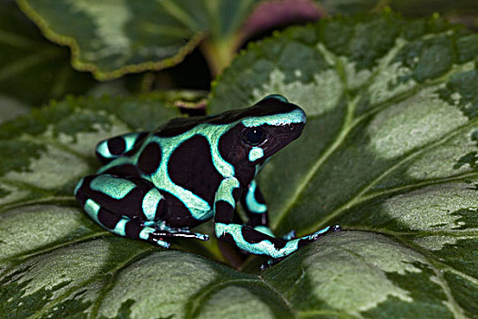 绿色,黑色,青蛙,哥斯达黎加