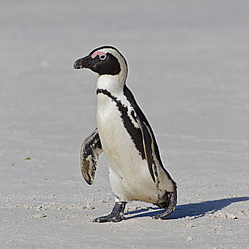 非洲企鹅,黑脚企鹅,漂石,生物群,开普敦,南非