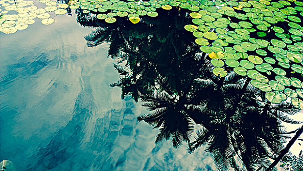 棕榈树,反射,水上,荷花,叶子