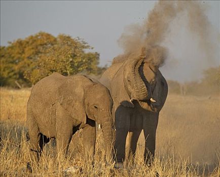 非洲,灌木,大象,非洲象,投掷,泥土,向上,靠近,水坑,埃托沙国家公园,纳米比亚