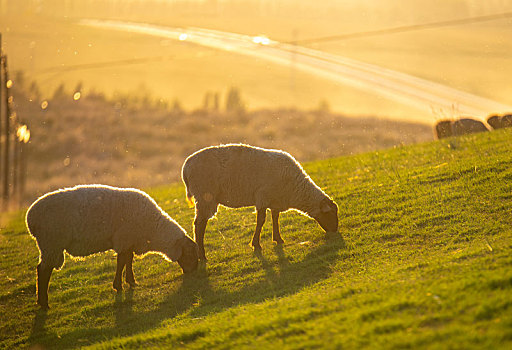 那拉提草原的羊群