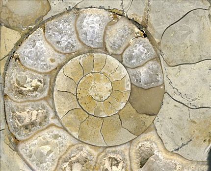 圆,壳,化石