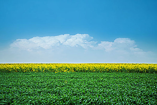 蓝天白云下的小麦油菜花田野