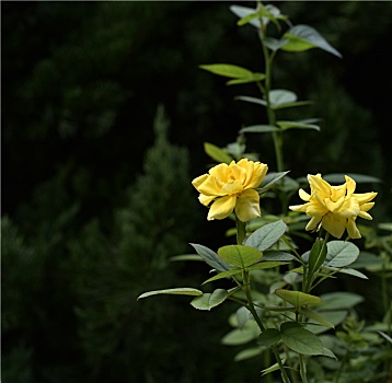 黄色的花卉