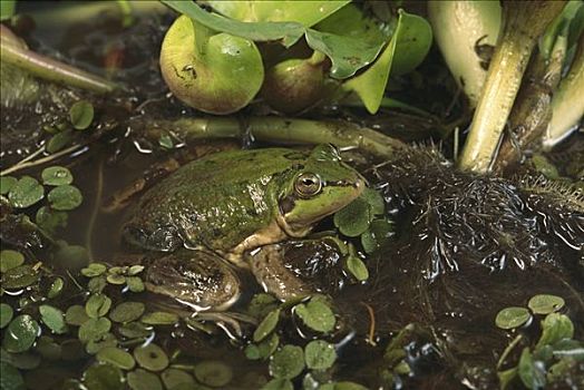 青蛙,水中,混合,植被,潘塔纳尔,巴西