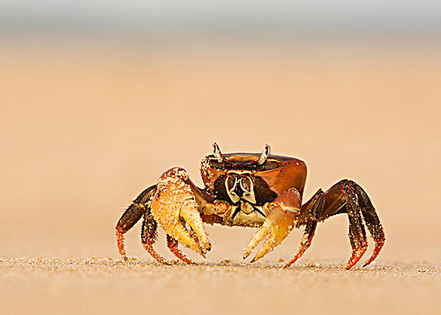 灵异,螃蟹,海滩,拉姆岛,肯尼亚
