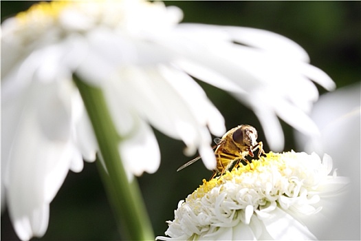 小,黄蜂,白色背景,雏菊,模糊背景