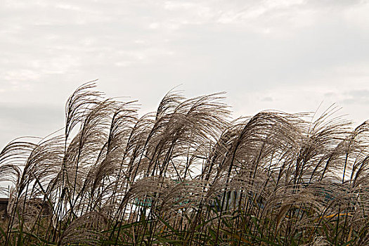 芦苇