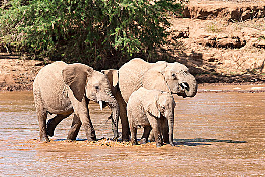 非洲象,穿过,河,幼兽,萨布鲁国家公园,肯尼亚,非洲