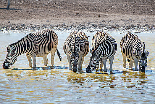 斑马,喝,水坑,埃托沙国家公园,纳米比亚,非洲