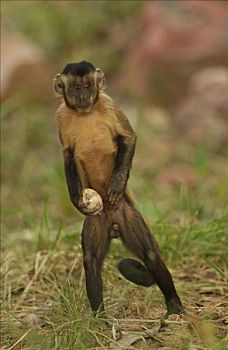 褐色,棕色卷尾猴,拿着,缝隙,石头,栖息地,巴西