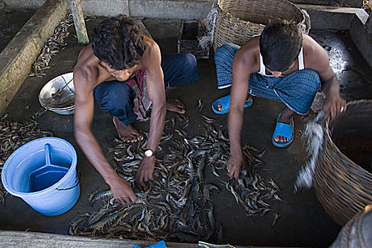 分类,虾,坚定,乡村,孙德尔本斯地区,孟加拉,五月,2007年