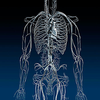 金属,蓝色,铬合金,躯干,脉络,动脉,肺,蓝色背景,背景