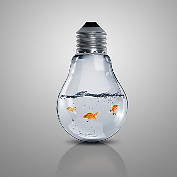 金鱼,水中,室内,电灯,灯泡