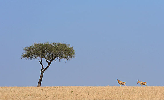 东非狷羚