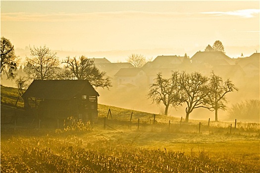 乡村,风景,金色,晨雾