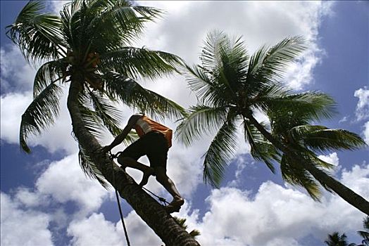 男人,攀登,棕榈树,丰收,椰树,伯南布哥,巴西