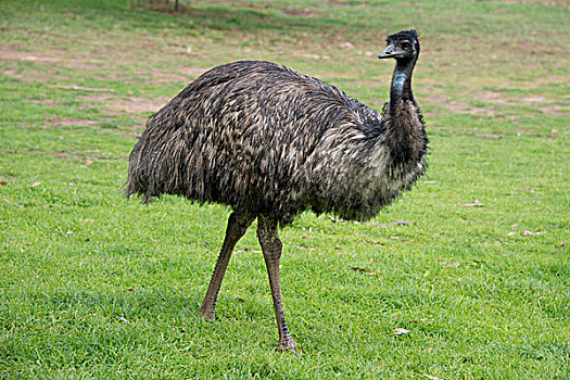 澳大利亚,南澳大利亚州,阿德莱德,野生动植物园,大,不能飞翔,鸸鹋,大幅,尺寸