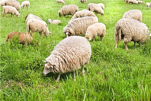 羊群,放牧,春天
