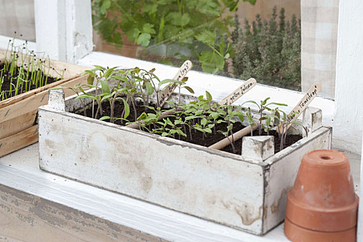西红柿,播种,窗台