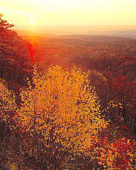 秋色,树林,阿巴拉契亚山脉,靠近,阿帕拉契山径,新泽西