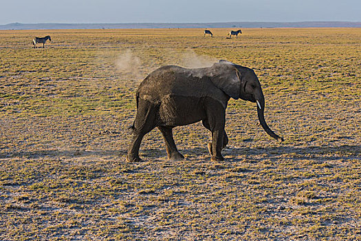 肯尼亚安博西里国家公园大象