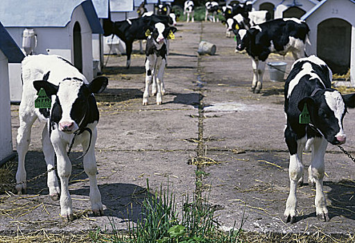 母牛,农场