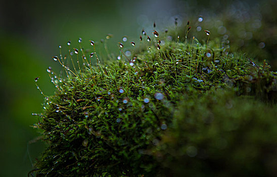 森林里的植物