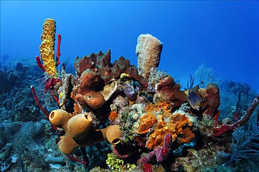 礁石,繁茂,多样,淡色,海绵,环礁,伯利兹,中美洲,加勒比海