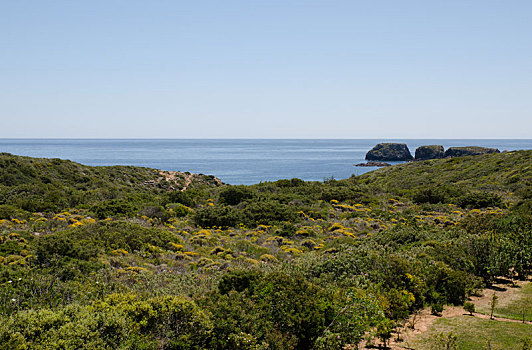 石南灌丛,海洋,葡萄牙,靠近,湾