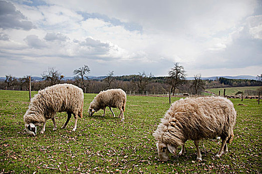 绵羊,放牧,乡村,下奥地利州,奥地利,欧洲