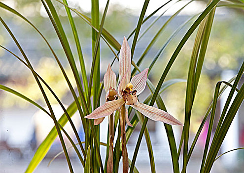 2朵兰花