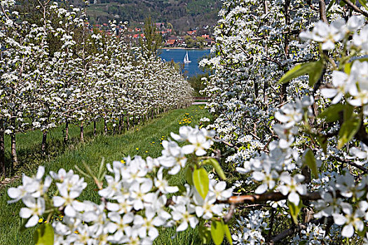 花,湖,果树栽培,果园,水果,树,盛开,靠近,康士坦茨湖,瑞士,欧洲