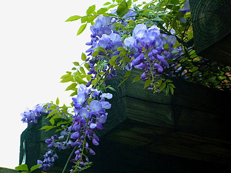春天的花园里花架上的紫藤花开了