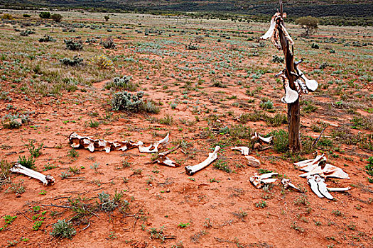 骆驼,骨头,偏远地区,北领地州,澳大利亚
