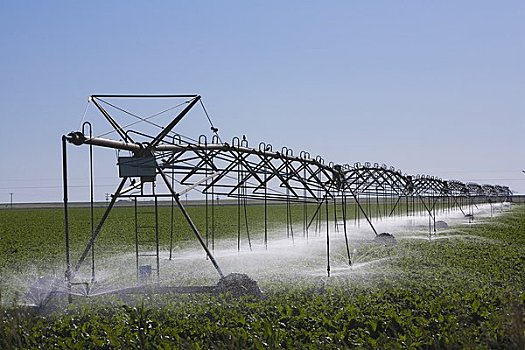 灌溉,玉米田,科罗拉多,美国