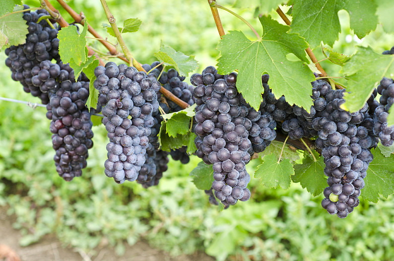 意大利葡萄成熟期图片